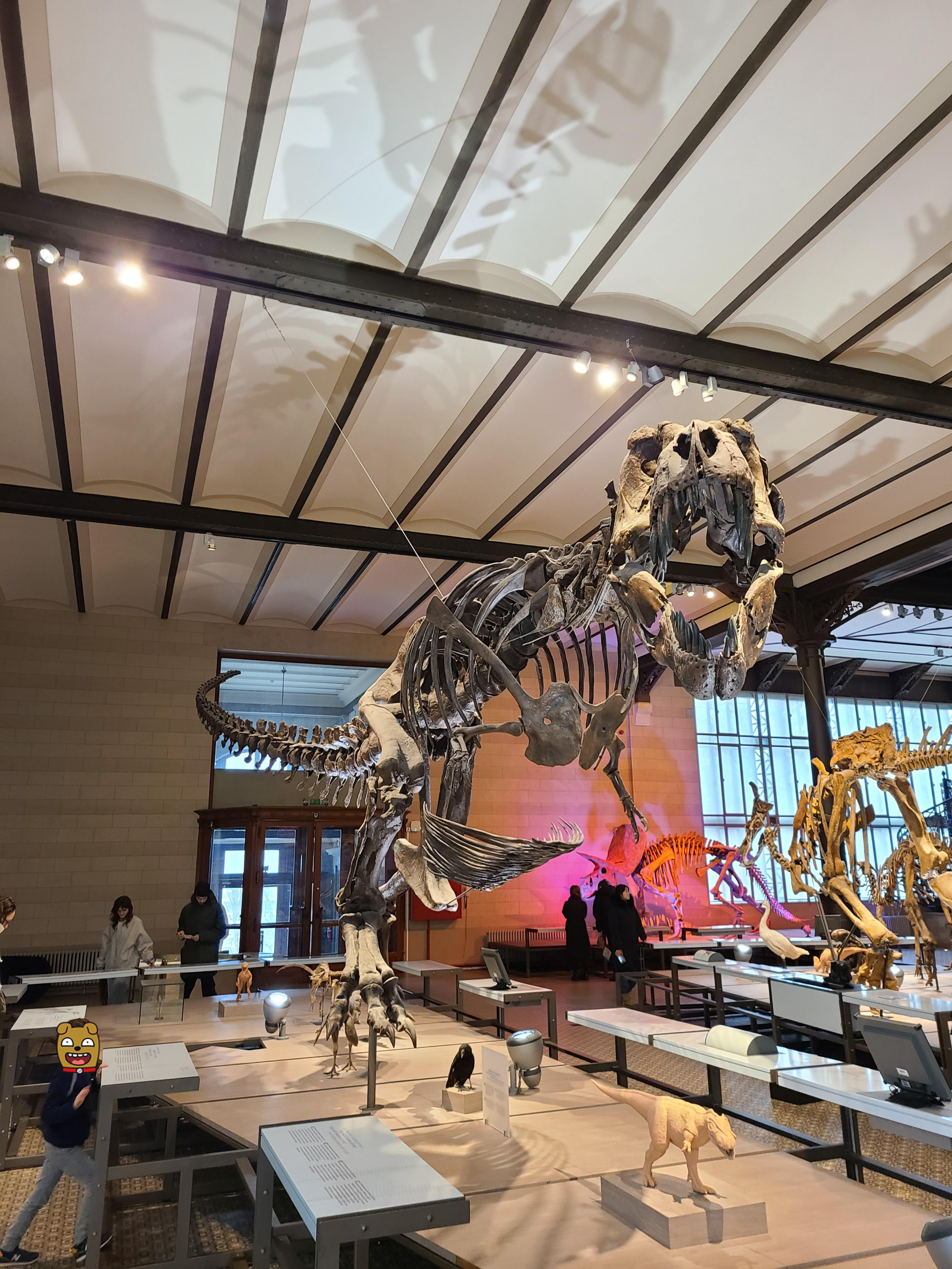 브뤼셀 자연사 박물관 내부에 전시된 티라노사우르스 뼈 화석