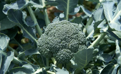 브로콜리