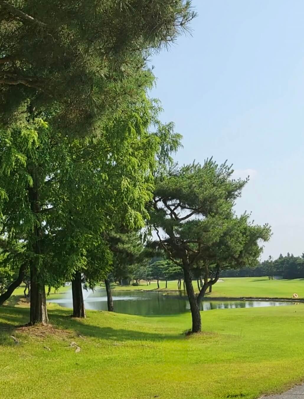 금강cc 페어웨이에 울창한 나무