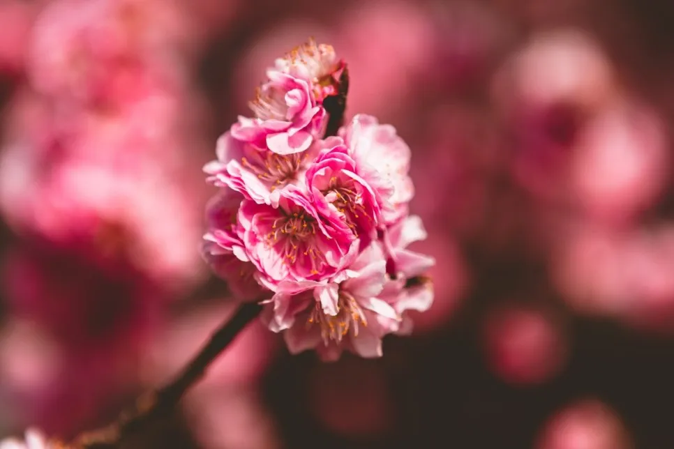 아웃포커스 사진 피사체 분리 배경 처리 색감 조절_8