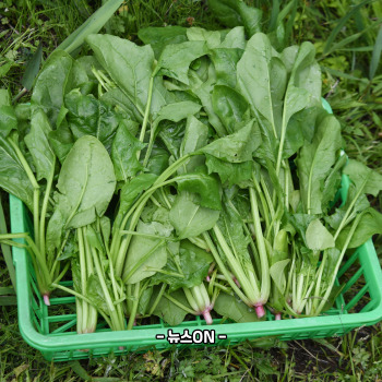 철분 많은 음식