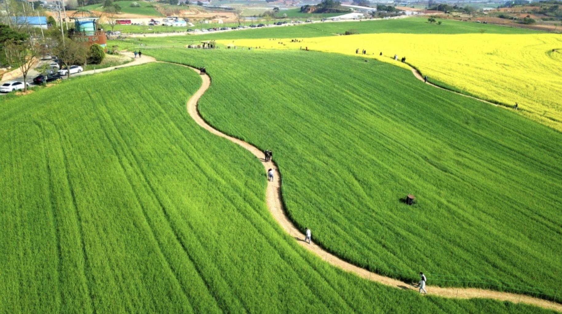 초록물결의 절경, 고창 청보리밭축제 2025년 기준|사진 명당 부터 주차 꿀팁 (이미지 = 대한민국 구석구석 홈페이지)