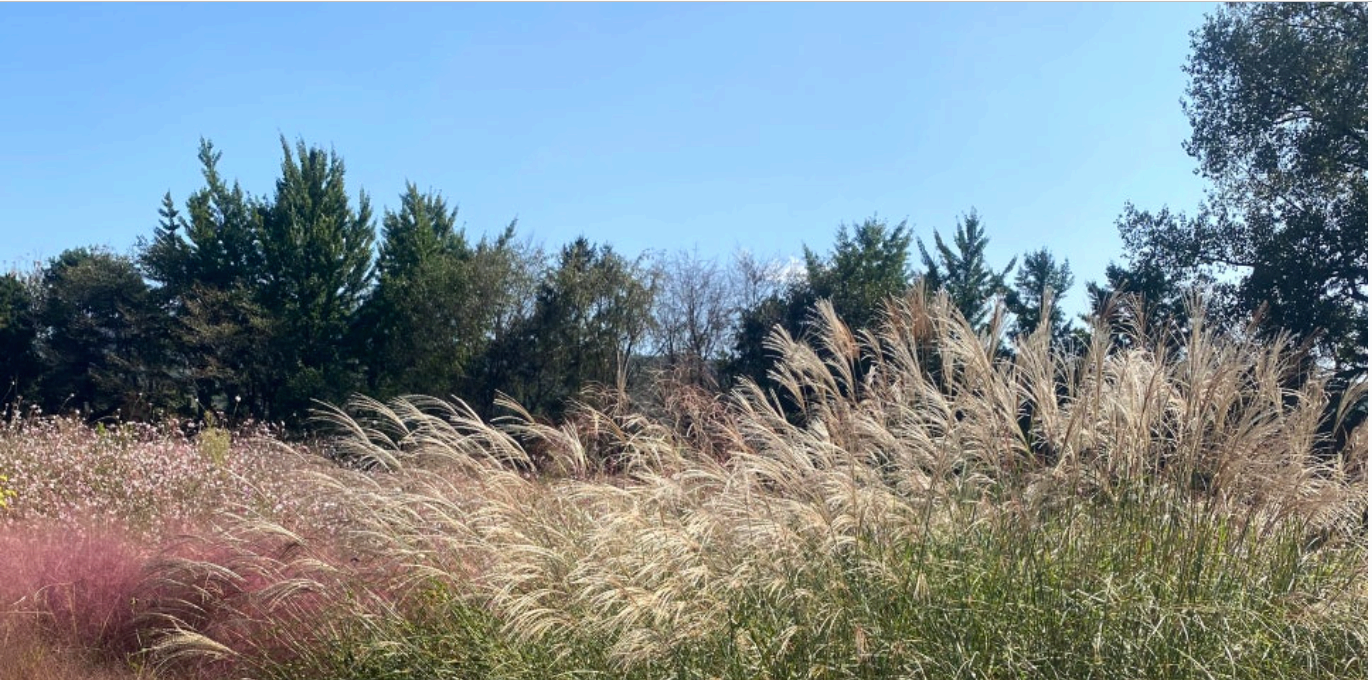 [서울 근교 여행] 경기도 파주 드라마 촬영지 사계절 내내 아름다운 벽초지수목원