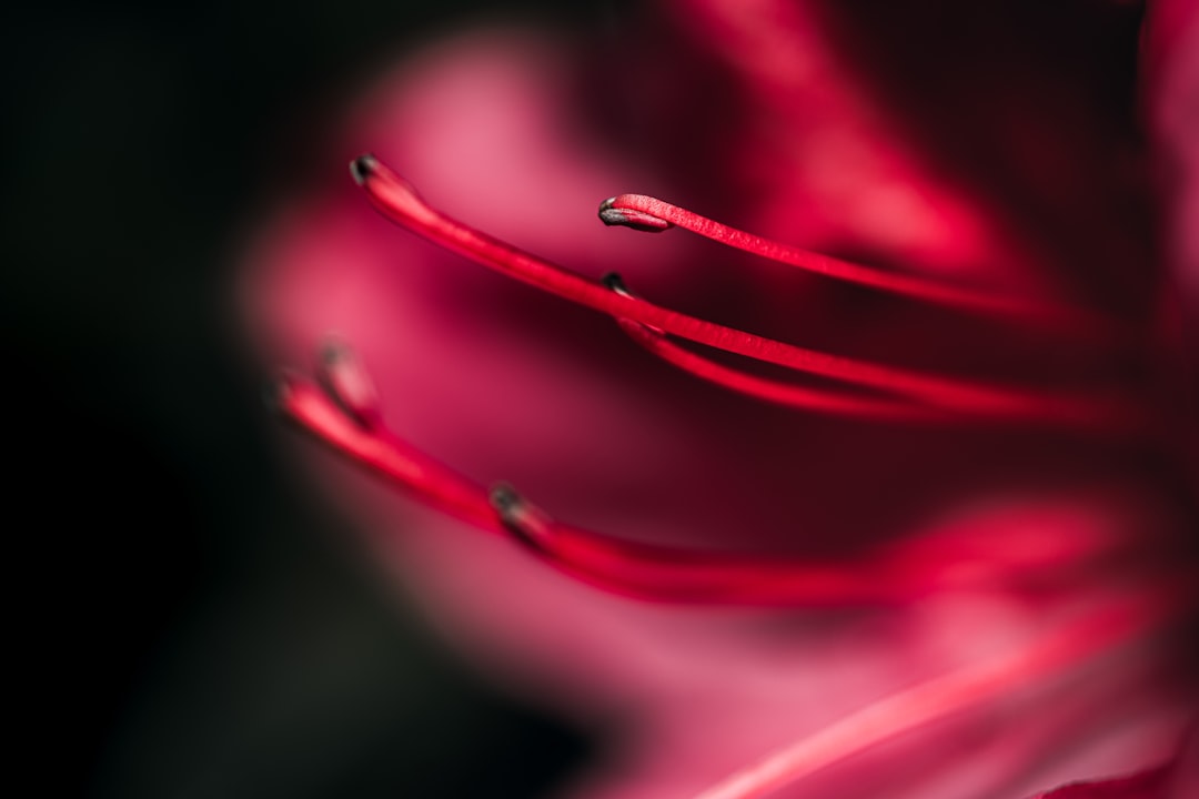 Azalea