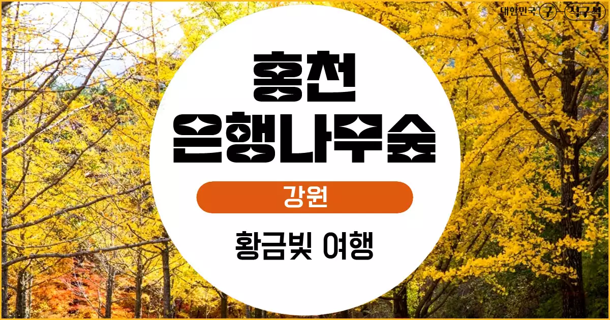 홍천 은행나무숲