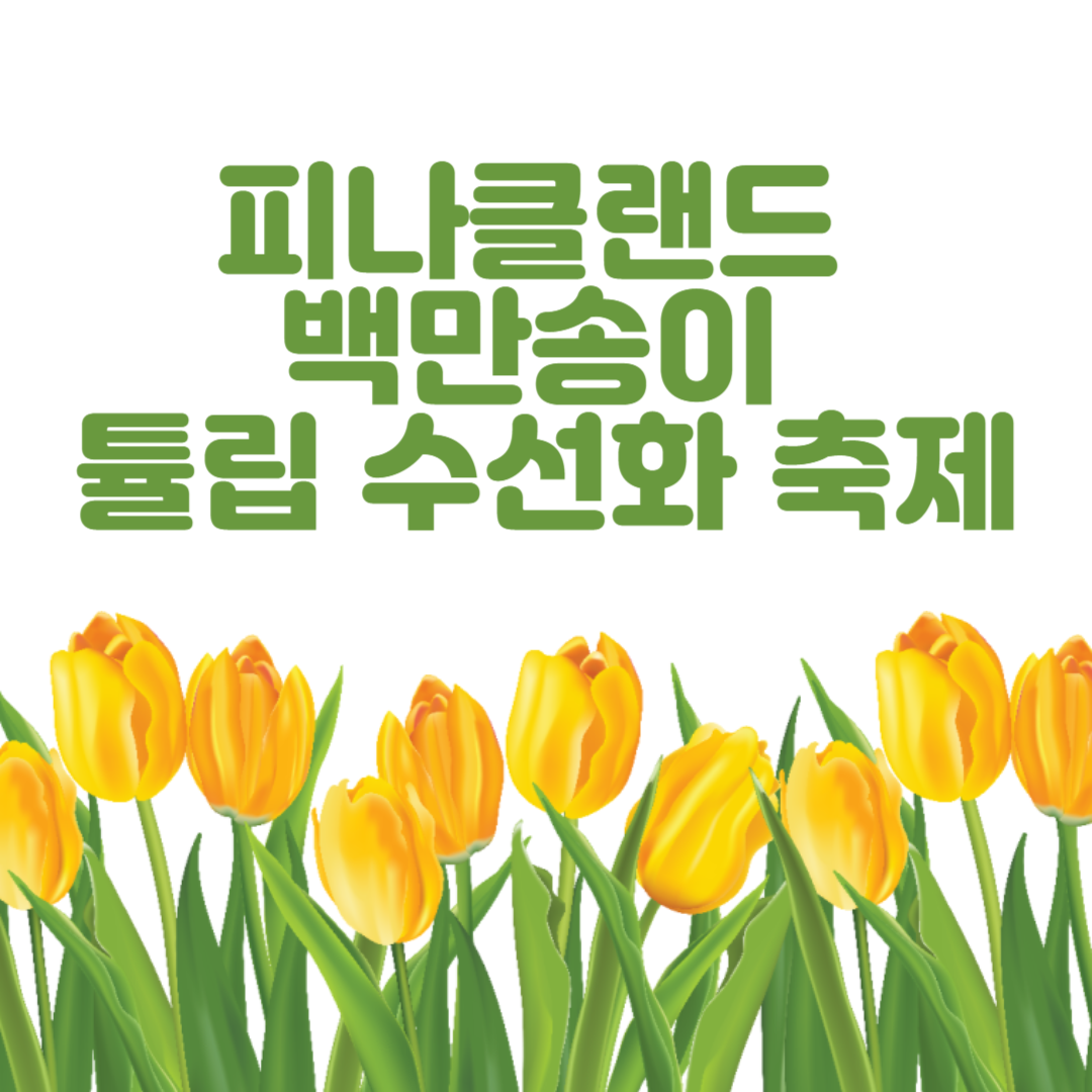 충남 아산의 봄, 튤립과 수선화가 가득 2025 피나클랜드 봄꽃대향연