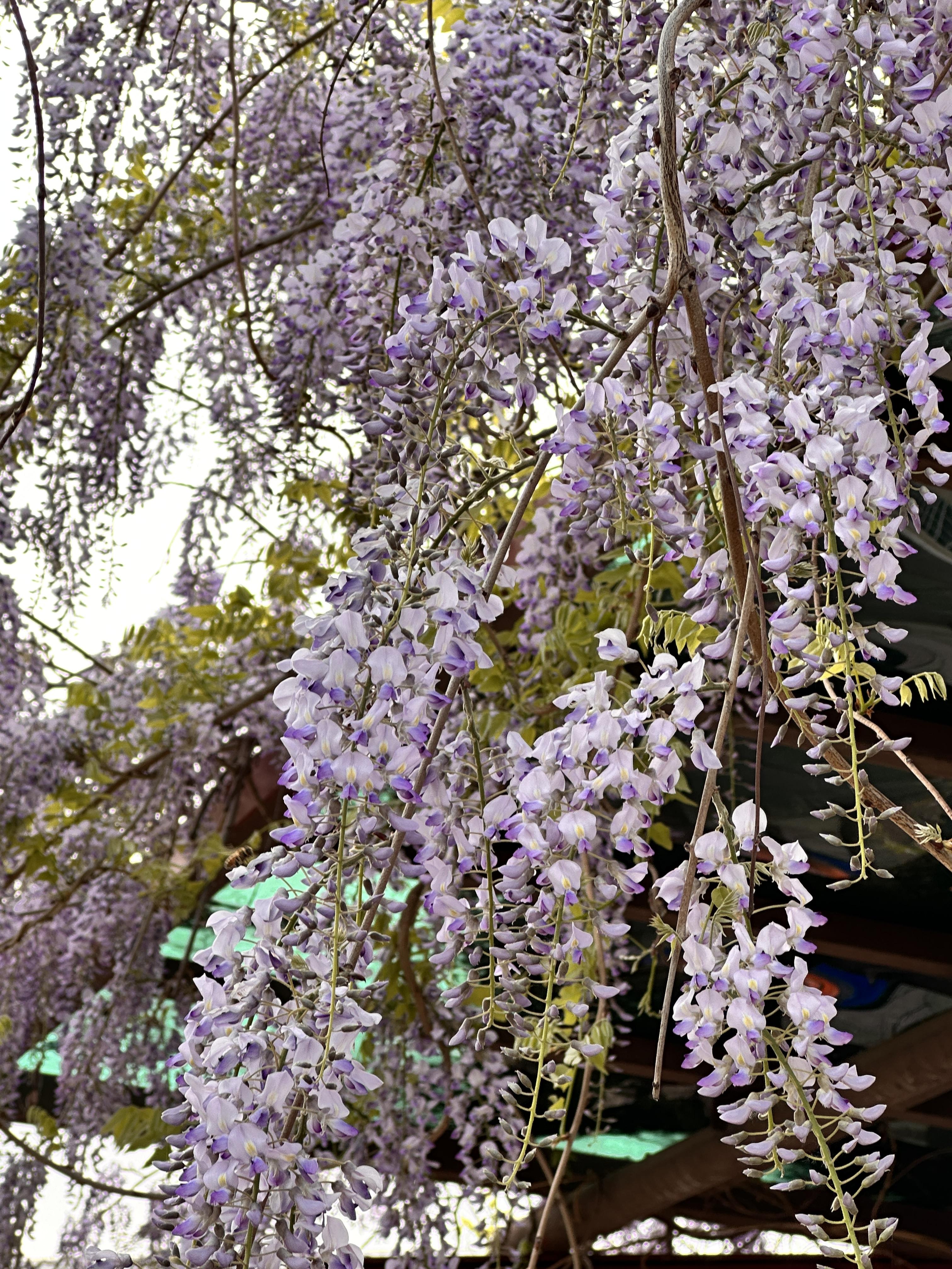 아산 곤충박물관