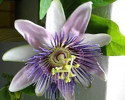 시계초 이미지 사진