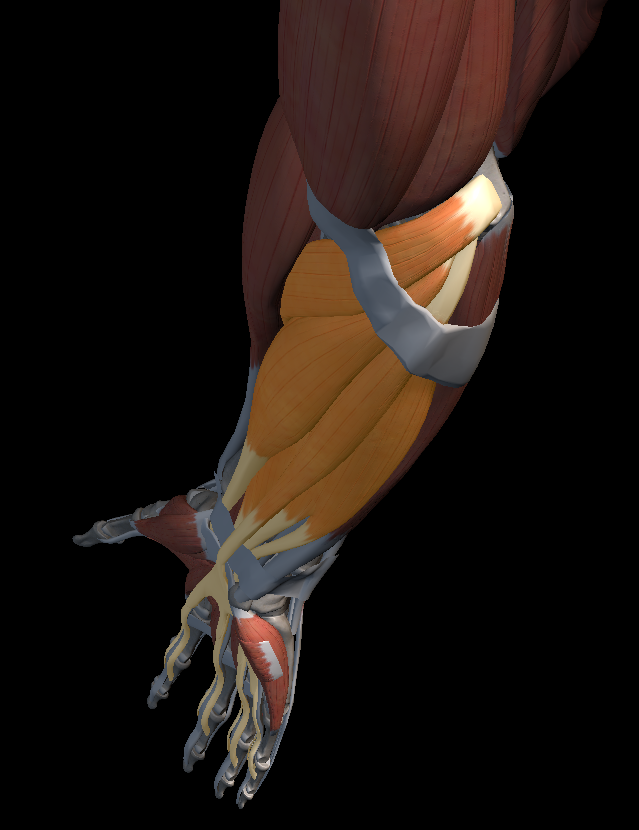 팔꿈치 안쪽 통증 원인과 치료법