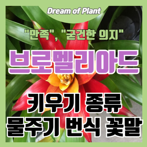 브로멜리아드 키우기 썸네일 이미지