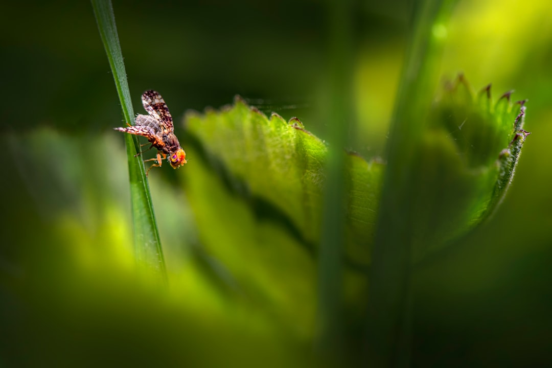 Fruit fly