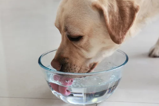 물마시는 강아지/출처:어도비스톡
