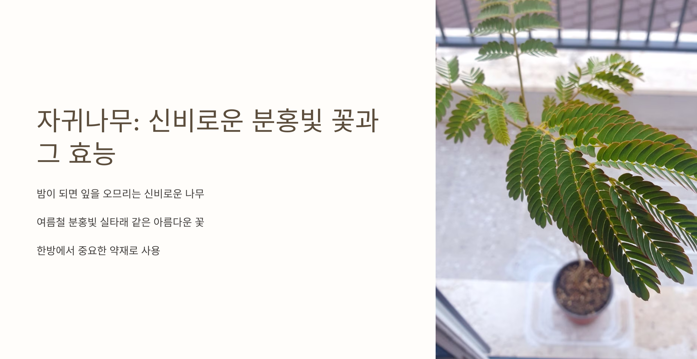 자귀나무 사진