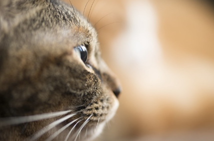 고양이의 옆모습.