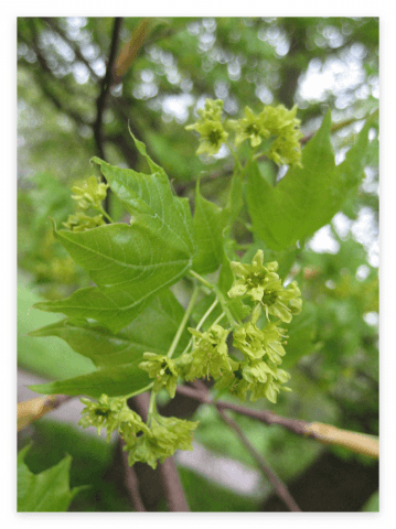 고로쇠나무-단풍나무과