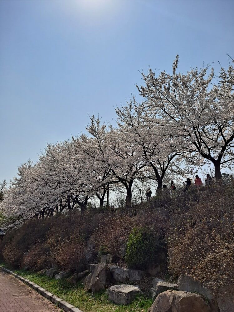 이천설봉공원벚꽃