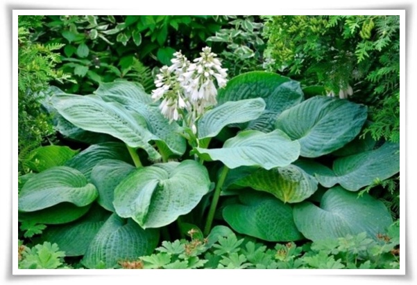 정원 "옥잠화 키우기" 초록빛 힐링을 선사하는 마법 같은 꽃!