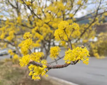 구례 산수유축제_2