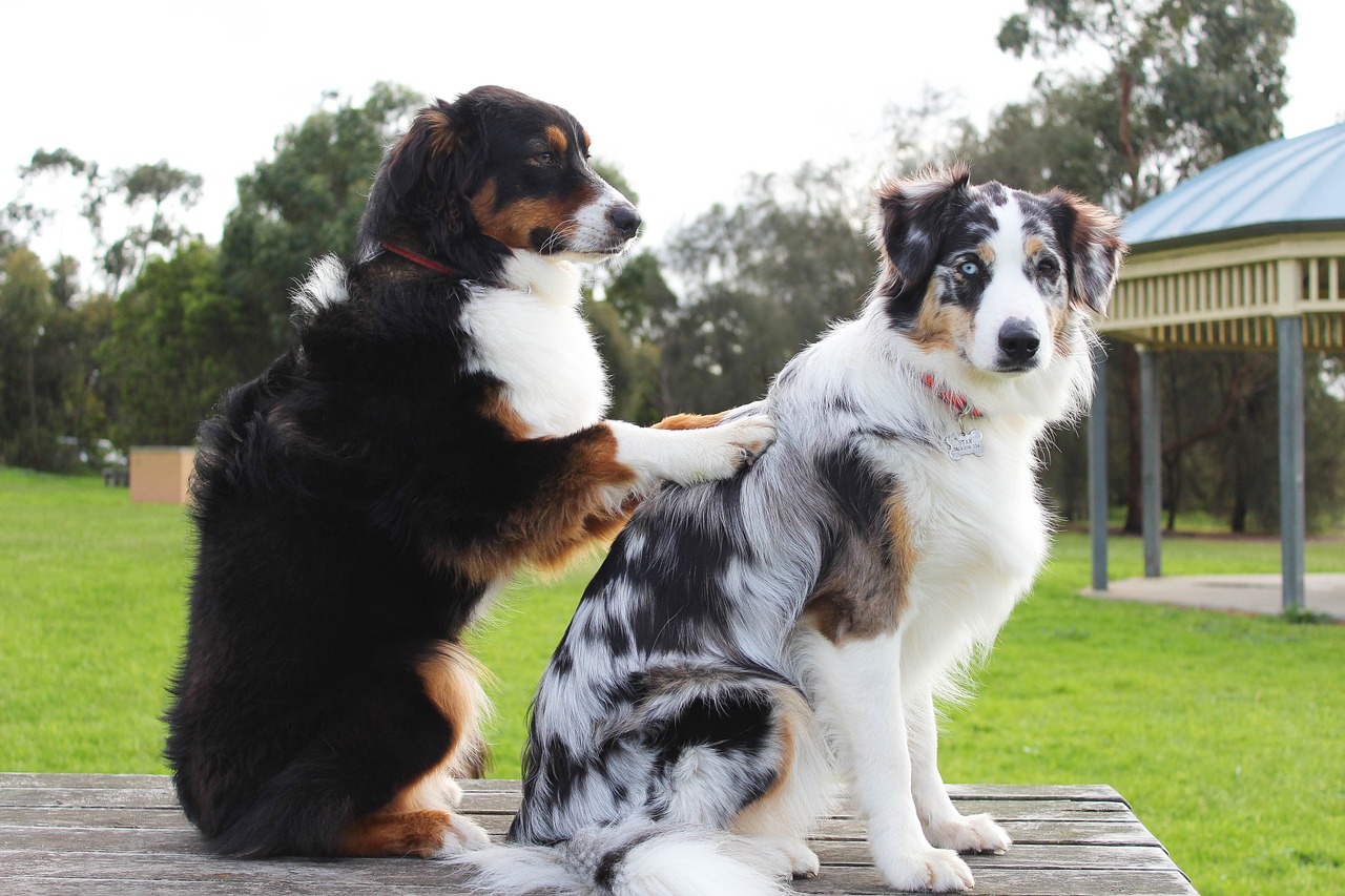 dog-2-3