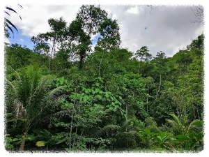 타르시어 안경원숭이 보호센터