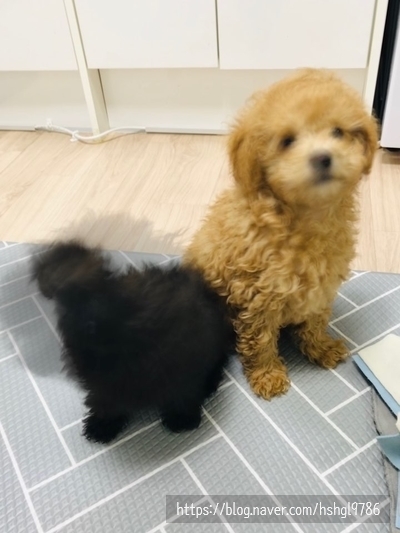 아이폰 라이브포토 움짤
