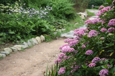 제주 휴애리 수국축제