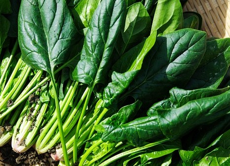 다이어트에 좋은 음식 - 단백질 많은 음식 5가지 (고단백 음식 추천)