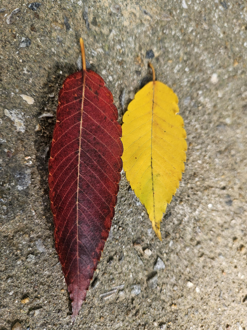 느티나무 잎4