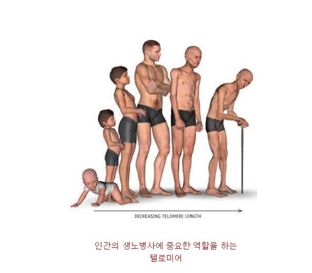 텔로미어