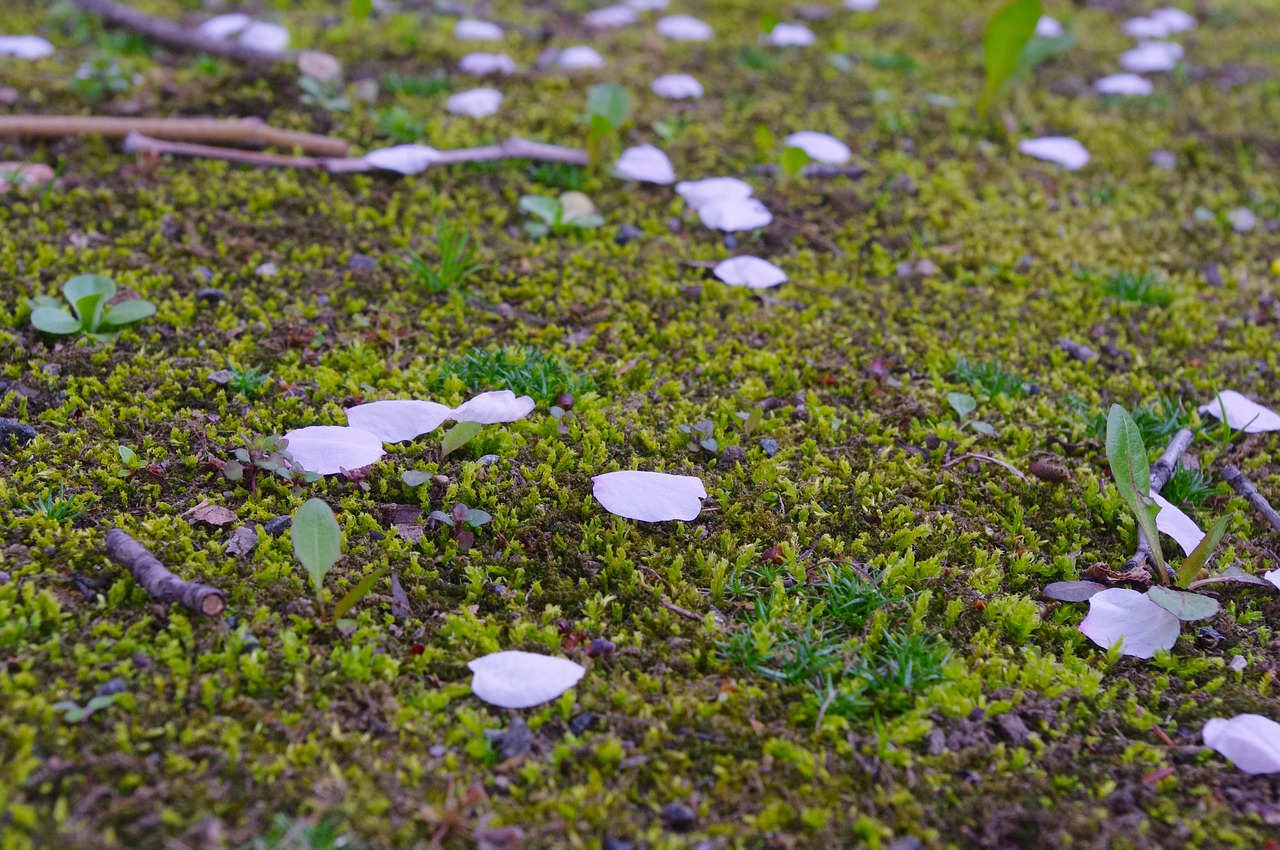 훗카이도 연관 사진