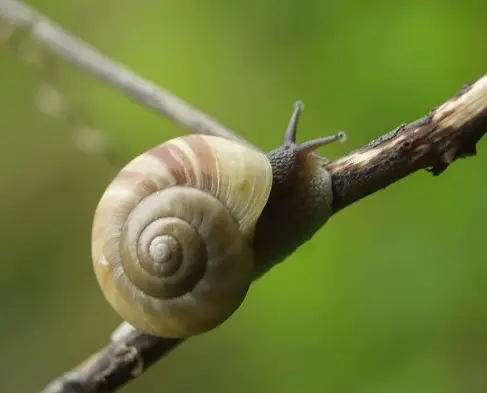 달팽이