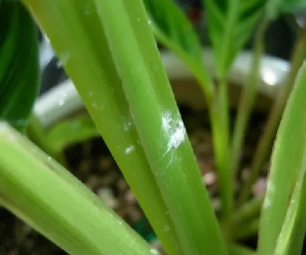 화분 깍지벌레 제거 면봉닦기 알코올희석 분무 재발방지 체크_7