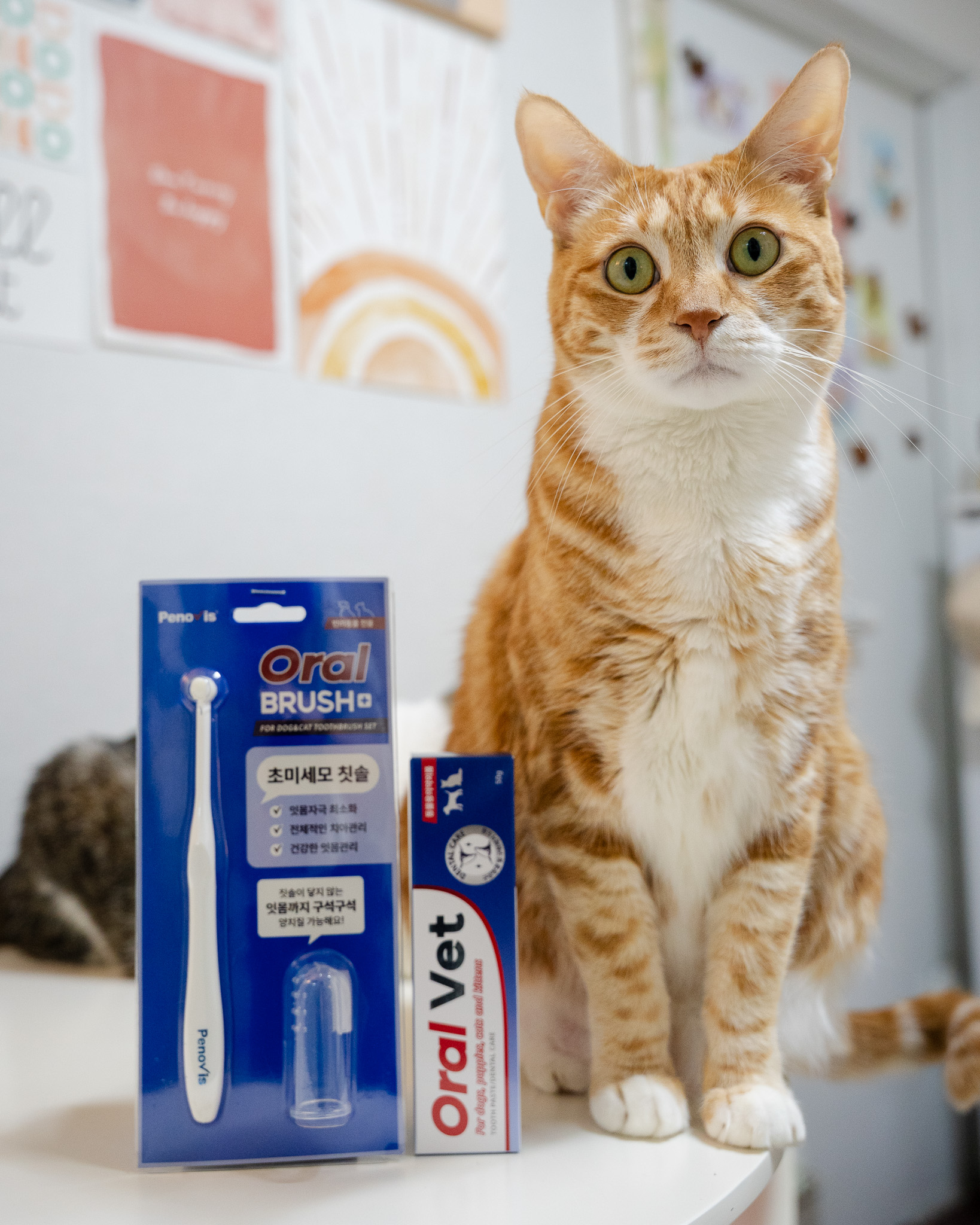 반려동물 스케일링 후 관리법, 치아 건강을 유지하는 방법