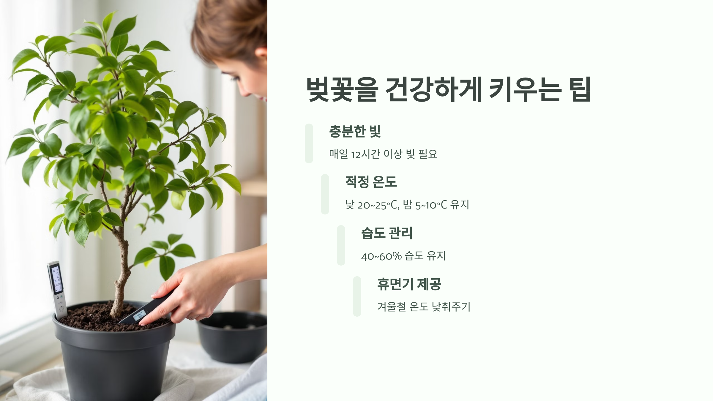 벚꽃을 건강하게 키우는 팁