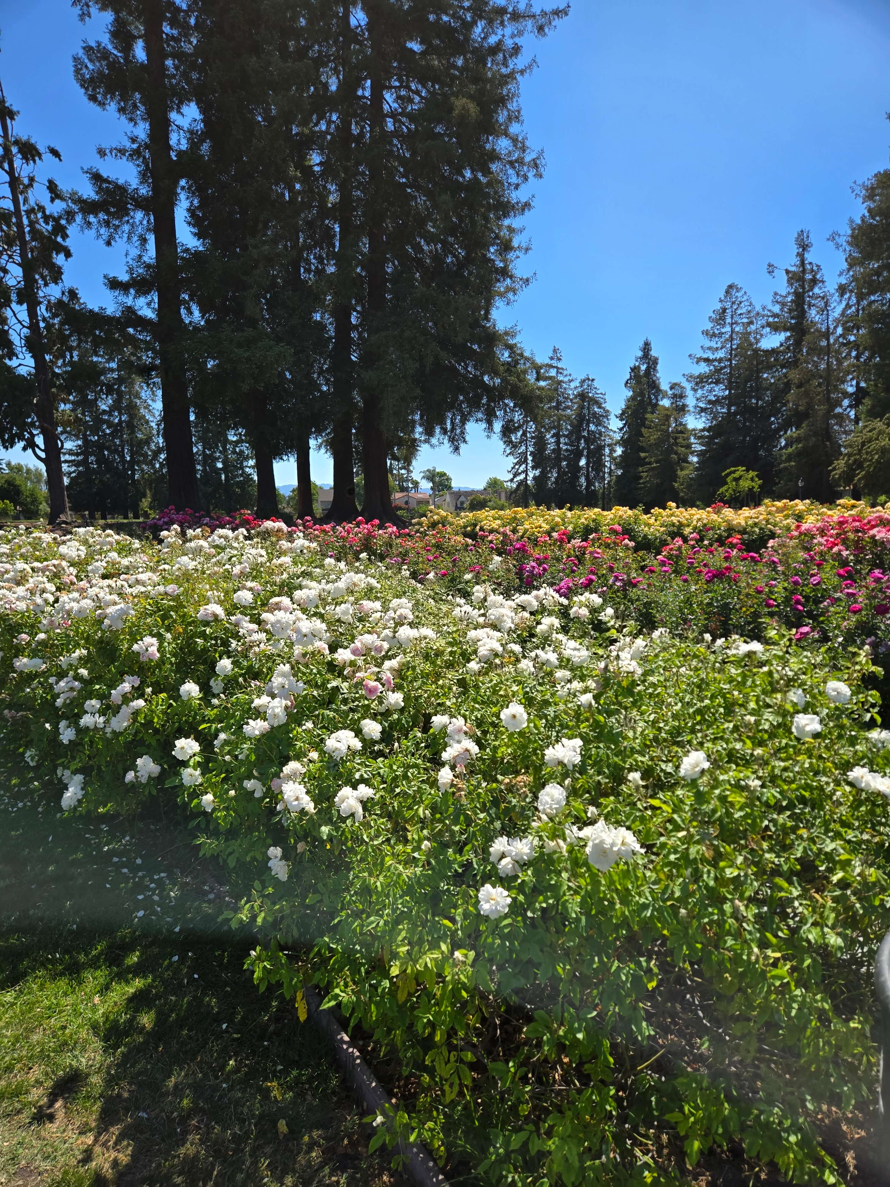 아이들과 함께 산호세 2주 살기(Our 2-Week Stay in San Jose) 관련사진