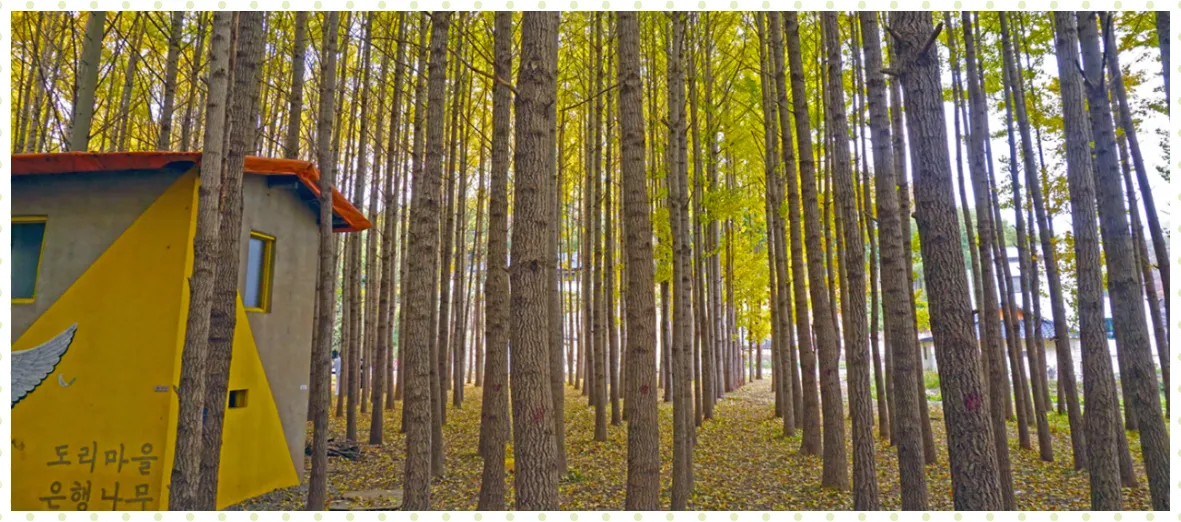 도리마을 은행나무 숲