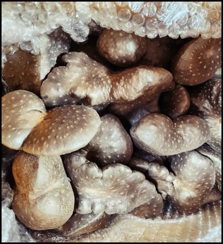 하늘마 효능과 부작용