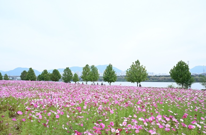 구리코스모스축제