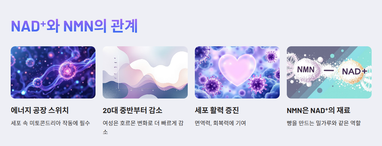 NMN과 NAD⁺의 관계