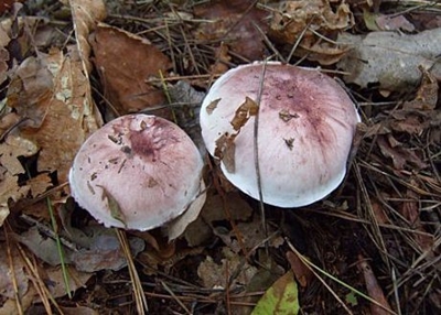밤버섯