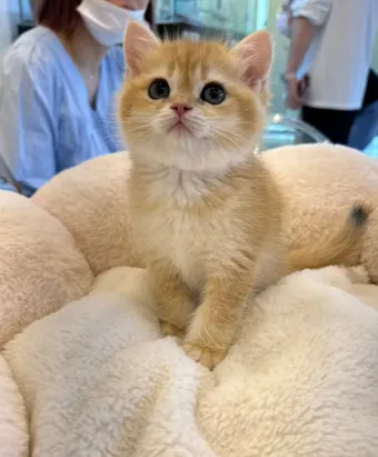 브리티쉬숏헤어 고양이 실버 유전병 분양 가격 성격_9