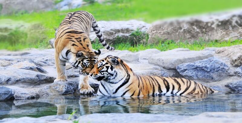 호랑이 꿈해몽 10가지 정리.여섯번째