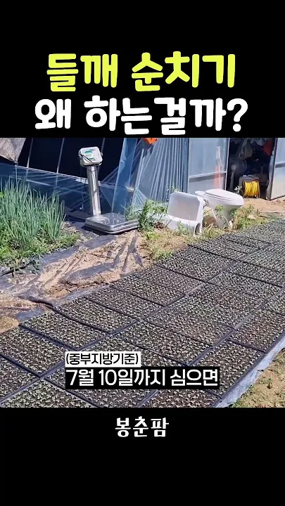 중부지방 들깨 파종시기 및 재배법 농사 팁 정리_3