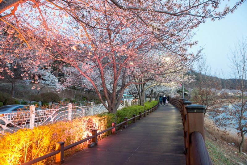 벚꽃 개화시기 2023