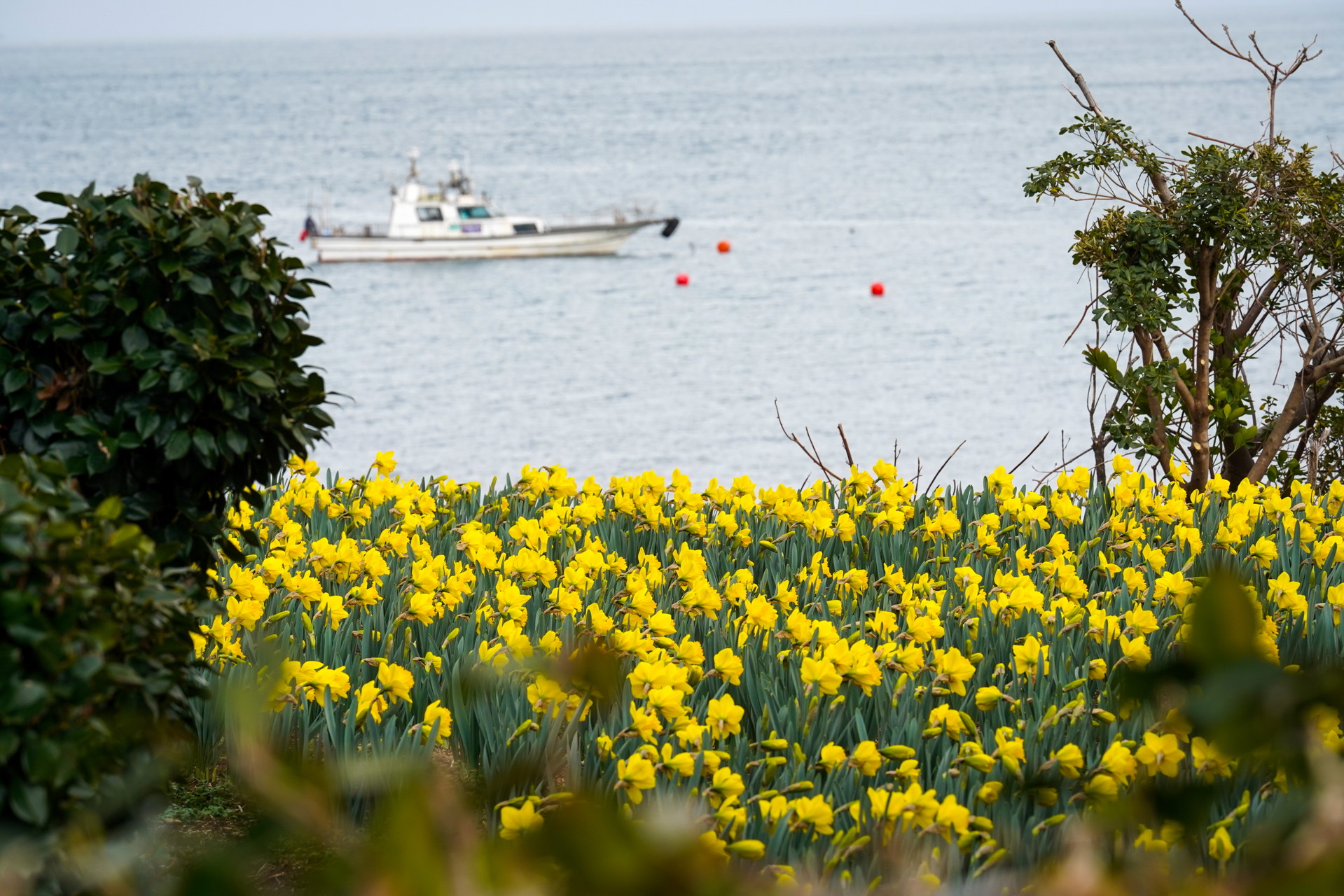 거제 공곶이 수선화 개화시기&amp;만개시기