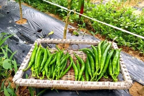 풋고추-재배-아삭이고추-청양고추-꽈리고추-수확