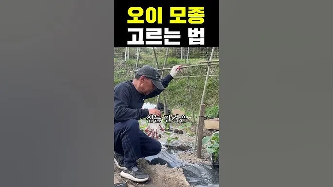 모종 고르는 법 줄기 굵기 잎색 뿌리상태 병해 흔적 확인_6