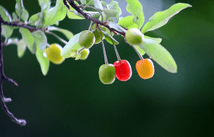 보리수 열매 먹는법, 효능, 수확시기 및 부작용