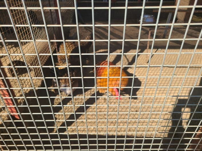 닭장 속 닭