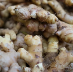 생강 효능 부작용 증상 영양성분 고르는법 칼로리